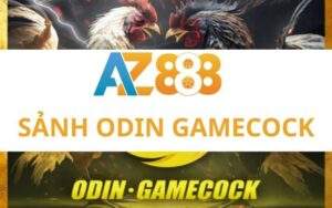 odin gamecock 2 2